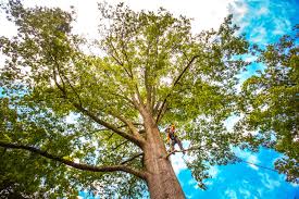 Best Tree Removal  in Longmont, CO