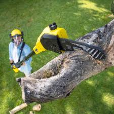 Best Tree Mulching  in Longmont, CO