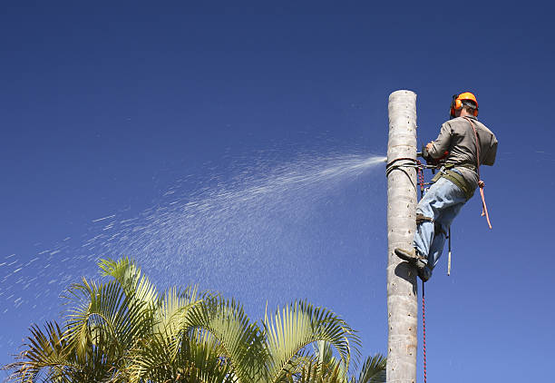 Best Tree Risk Assessment  in Longmont, CO