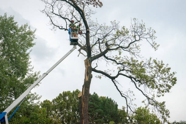  Longmont, CO Tree Care Pros