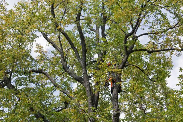 How Our Tree Care Process Works  in  Longmont, CO